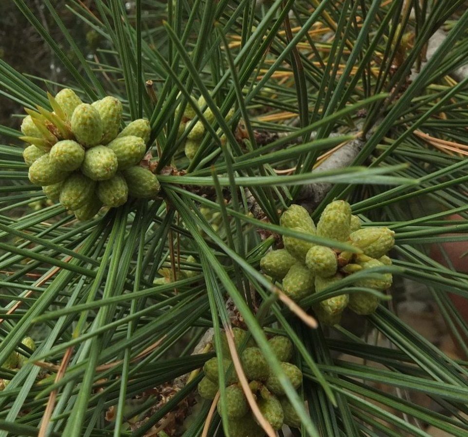Chilghoza Chilgoza Nut Geraldss Nepal Pine (Pinus gerardiana)