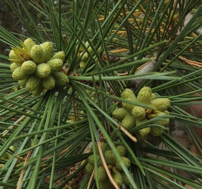 Chilghoza Chilgoza Nut Geraldss Nepal Pine (Pinus gerardiana)