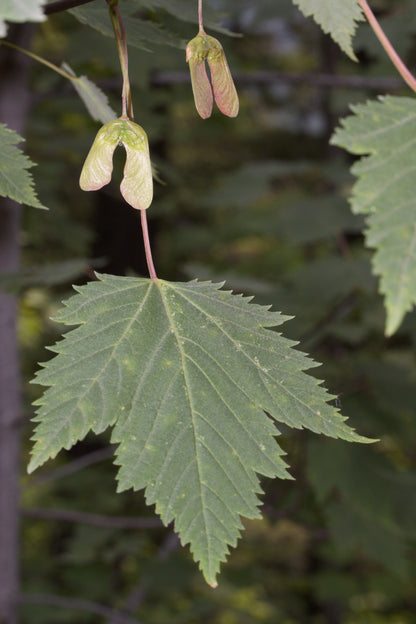 Douglas Maple Rocky Mountain Maple (Acer glabrum)