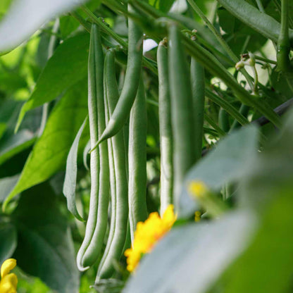 Provider Bush Beans (Phaseolus vulgaris 'Provider')