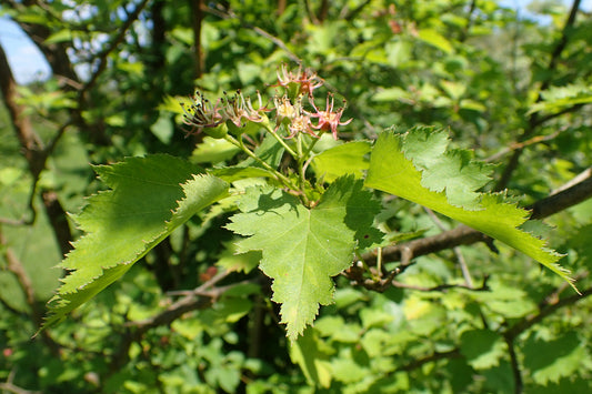 Copenhagen Hawthorn Thicket Hawthorn (Crataegus intricata)
