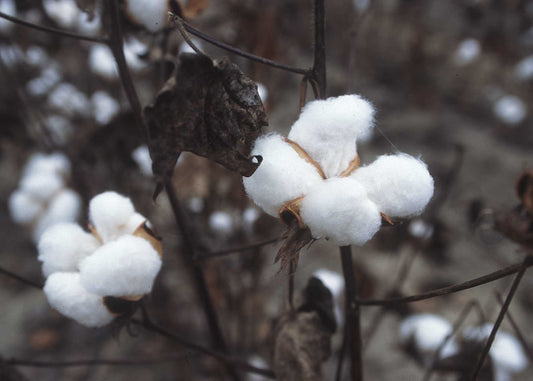American Upland Cotton, Mexican Wild Cotton (Gossypium hirsutum)