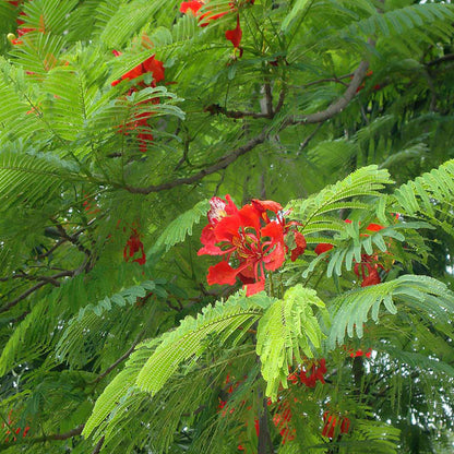 Flamboyant, Flame Tree, Royal Poinciana (Delonix regia)