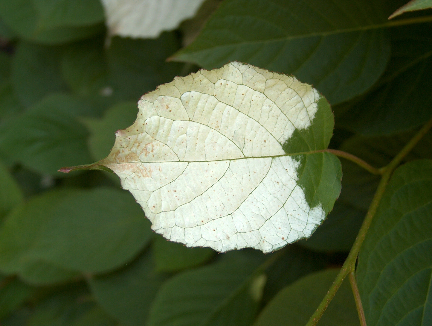 Kolomikta Actinidia Variegated-leaf Hardy Kiwi (Actinidia kolomikta)