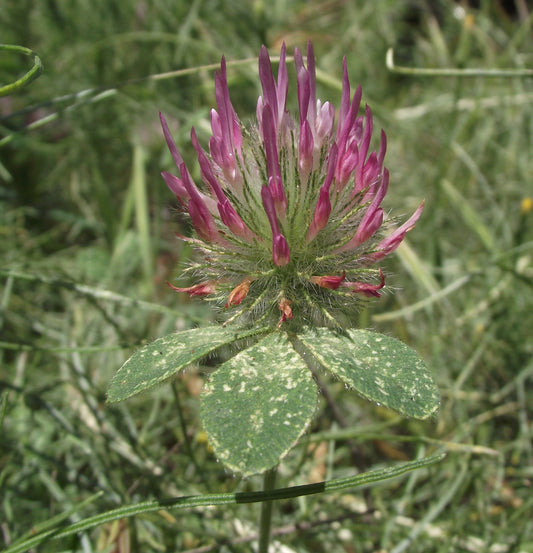 Rose (Trifolium hirtum)