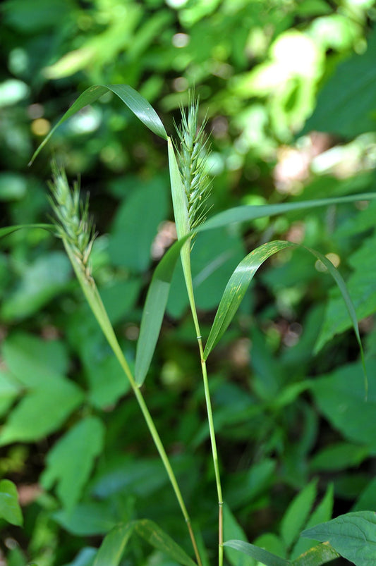 Virginia Wildrye (Elymus virginicus)