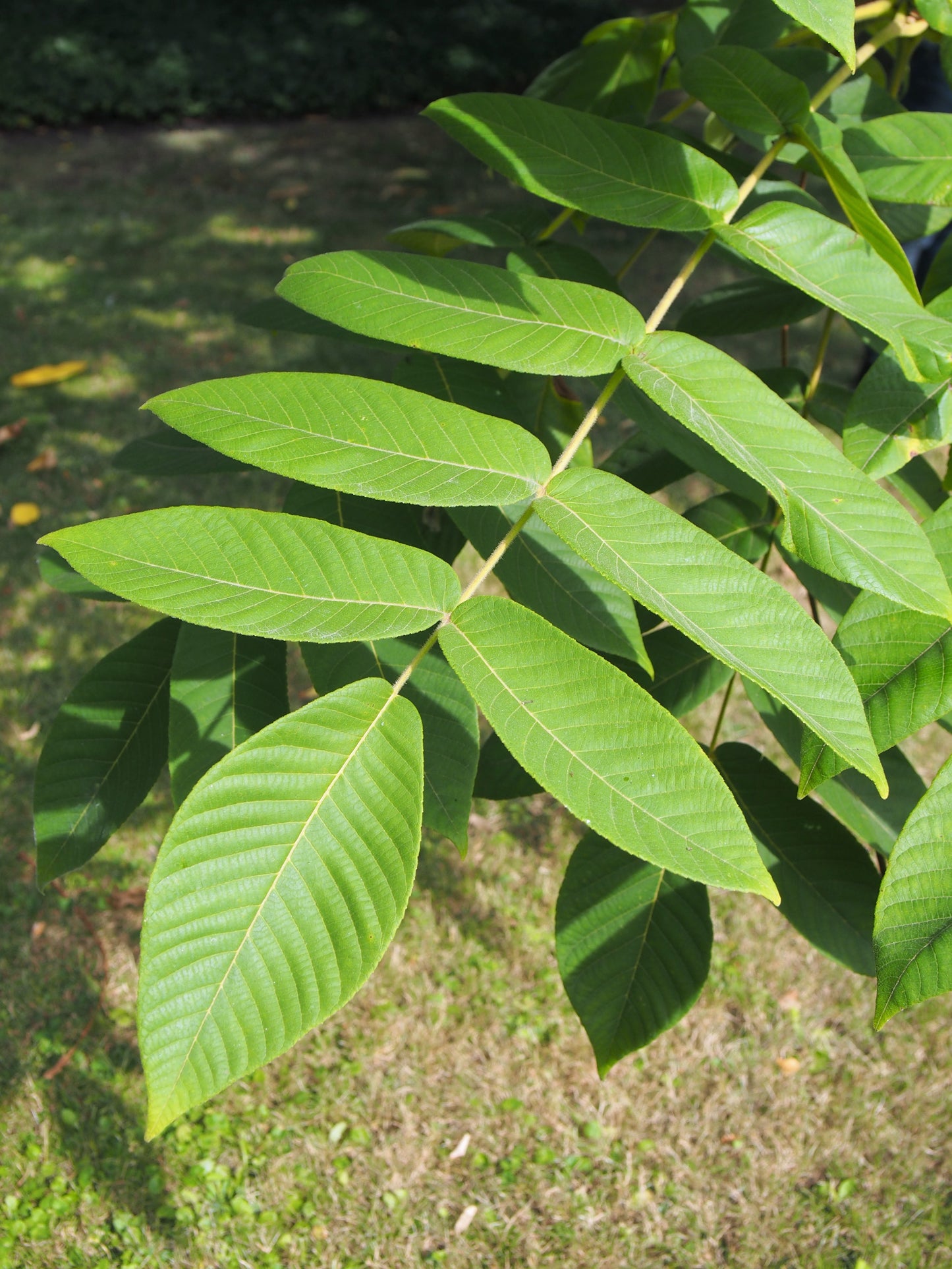 Heartnut (Juglans ailantifolia 'Cordiformis')
