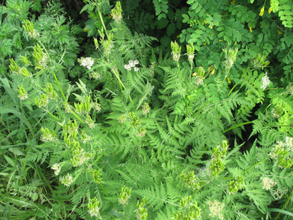 Burnet Saxifrage (Pimpinella anisum)
