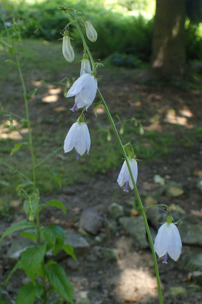 Ladybells (Adenophora bulleyana)