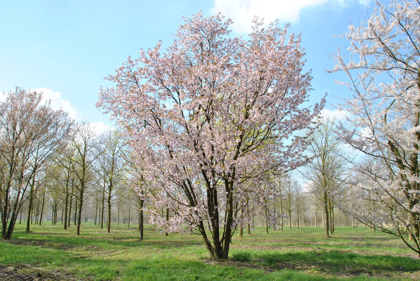 Sakura, Sargent Cherry (Prunus sargentii)