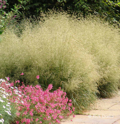 Tufted Hairgrass (Deschampsia cespitosa)