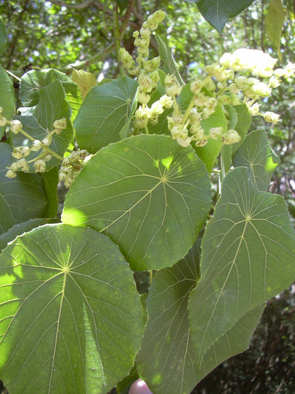Blush Macaranga Davids Heart Nasturtium Parasol Leaf Tree (Macaranga tanarius)