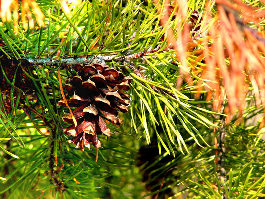 Improved Virginia Pine (Pinus virginiana Improved)