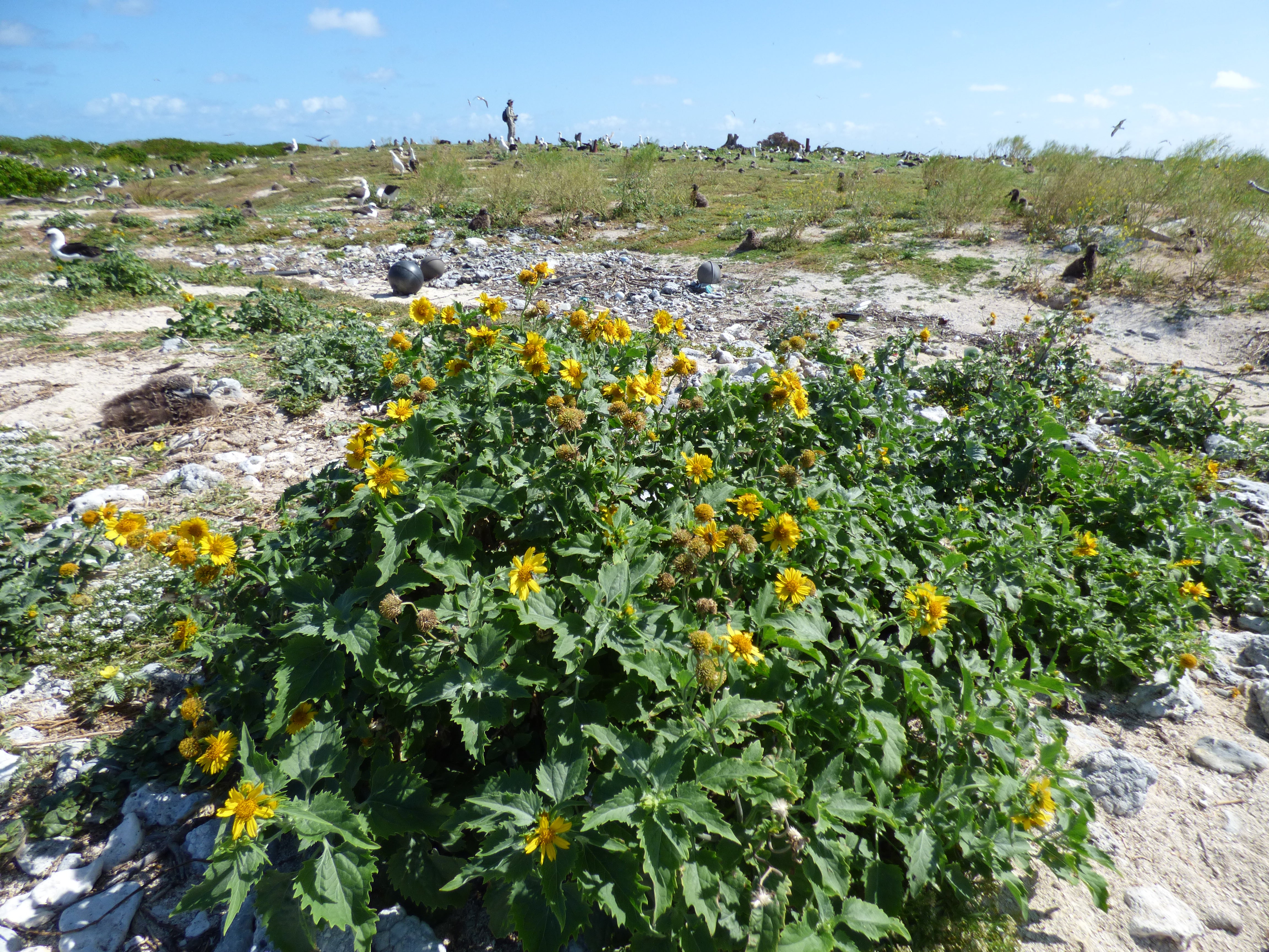 Cowpen Daisy Crown Beard Golden Crownbeard (Verbesina encelioides ...