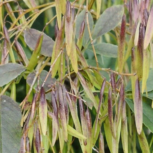 Beakleaf Ash Bunges Hardy Xiao Ye Qin (Fraxinus bungeana)