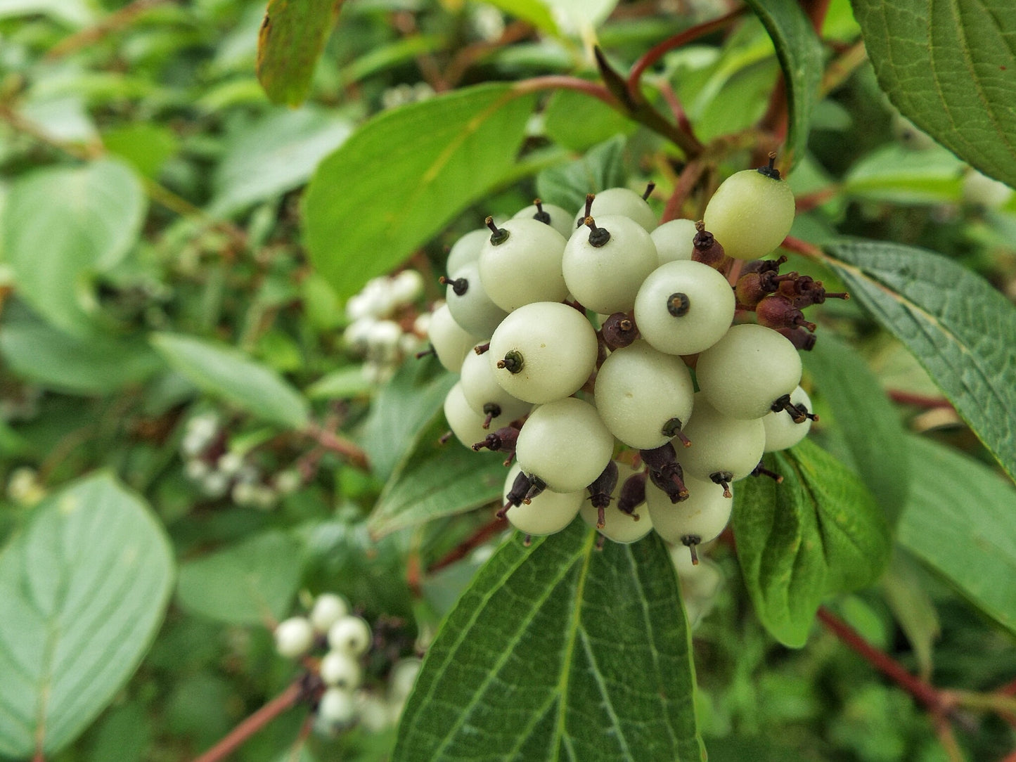 White-berried Beautyberry (Callicarpa japonica 'Leucocarpa')