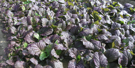 Japanese Mustard Red Giant Greens (Brassica juncea var. Red Giant)