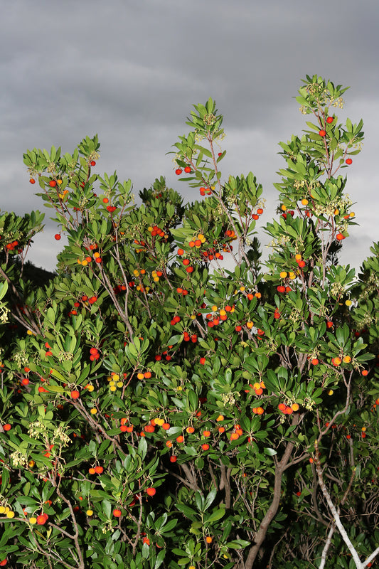 Strawberry Madrone Strawberry Tree (Arbutus unedo)