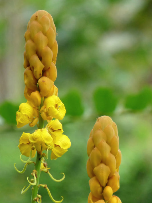 Emperors Candlesticks (Senna alata)
