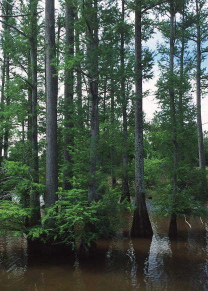 Bald Cypress (Taxodium distichum Southern)