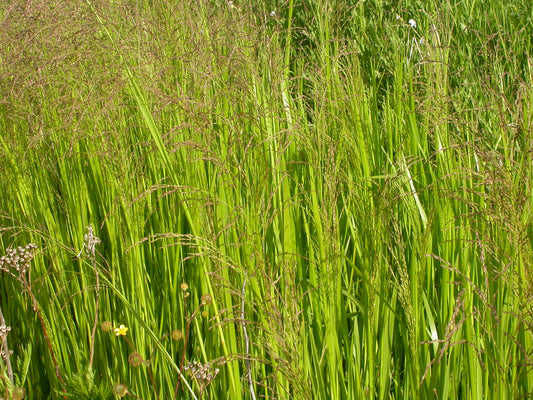 American Mannagrass Reed Meadowgrass Tall Manna Grass (Glyceria grandis)