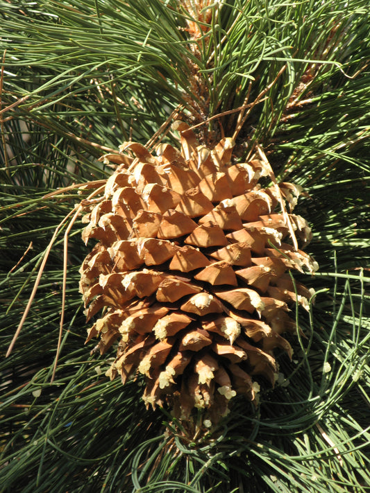 Coulter's Pine (Pinus coulteri)