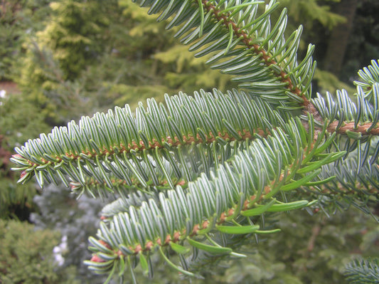 Select Bornmullers Fir Select Turkish Fir (Abies bornmuelleriana Select)