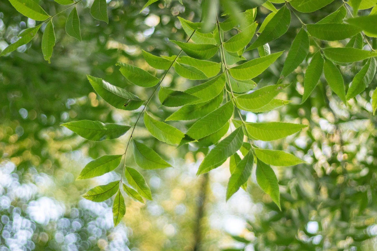 Pecan, Wild Pecan (Carya illinoinensis var. wild collection)