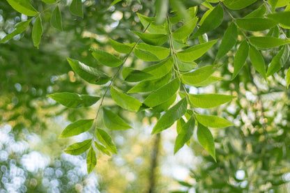 Pecan, Wild Pecan (Carya illinoinensis var. wild collection)