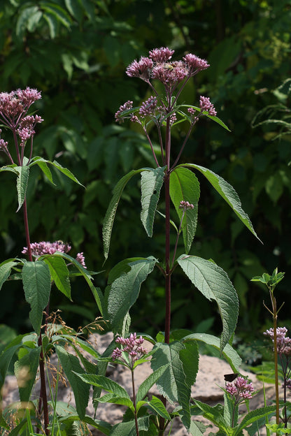 Joe Pye Spotted Joe Weed (Eutrochium maculatum)