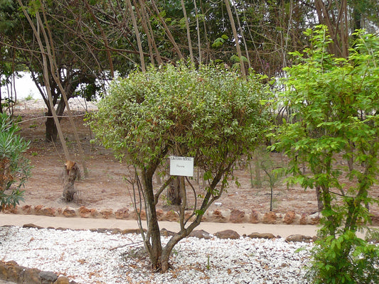 Henna (Lawsonia inermis)