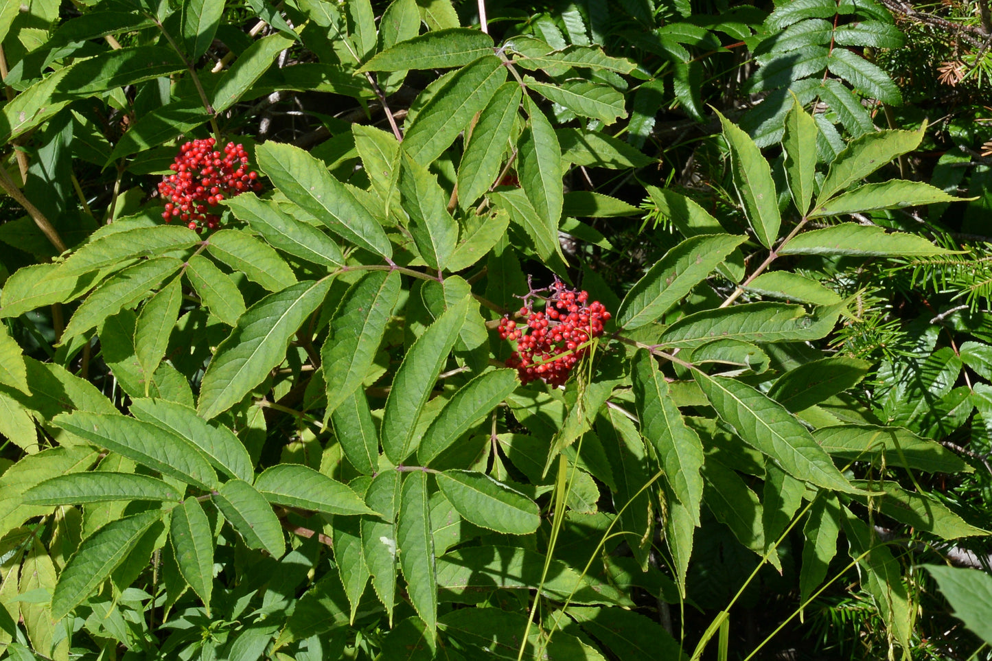 European Red Elderberry (Sambucus racemosa)