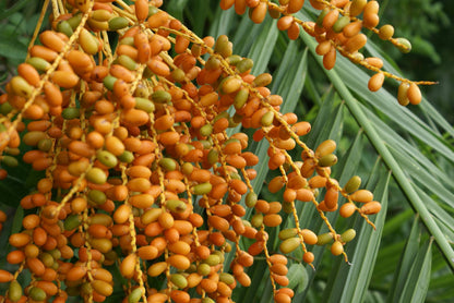 Wild Date Palm (Phoenix sylvestris)