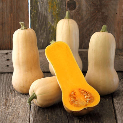 Waltham Butternut Squash (Cucurbita moschata 'Waltham Butternut')