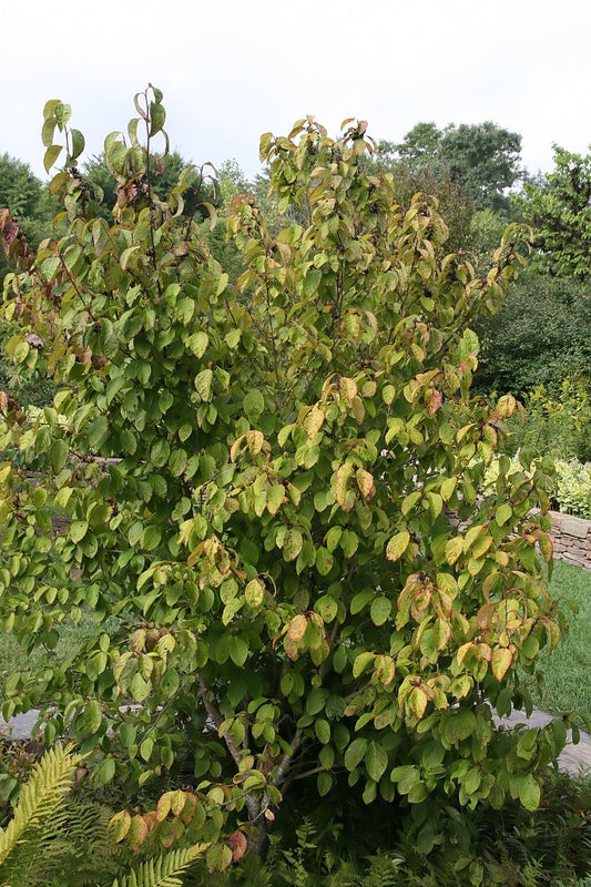 Mountain Camellia Summer Dogwood (Stewartia ovata)