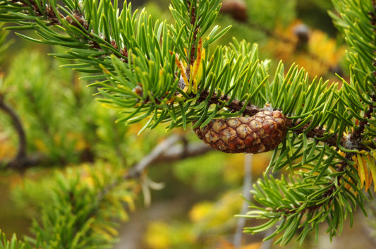 Black Eastern Jack Gray Pin Gris Scrub Pine (Pinus banksiana)