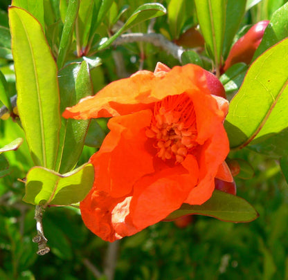 Dwarf Pomegranate (Punica granatum 'Nana')