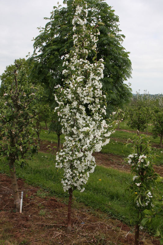 Siberian Crab Apple (Malus baccata)