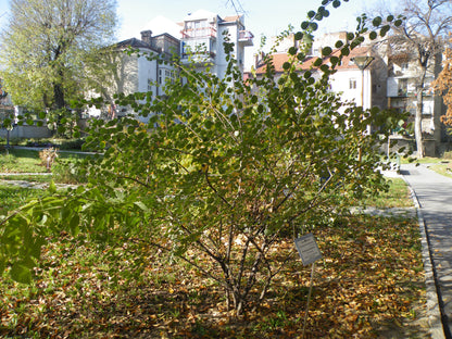 Himalayan Cotoneaster Simons Cotoneaster (Cotoneaster simonsii clean seed)