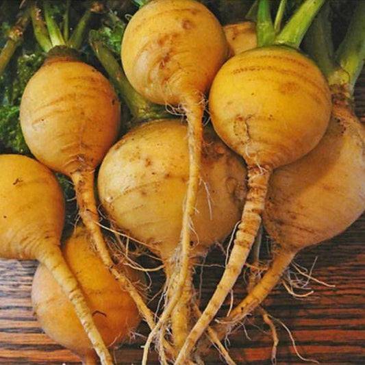 Goldenball Turnip Turnip (Brassica rapa var. Lorifolia 'Goldenball')