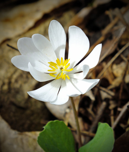 Bloodroot (Sanguinaria canadensis)