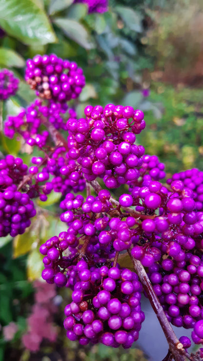 American Beautyberry (Callicarpa americana)