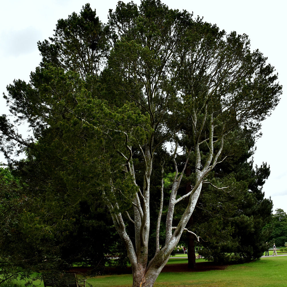 Bunge's Lace Bark Pine (Pinus bungeana)