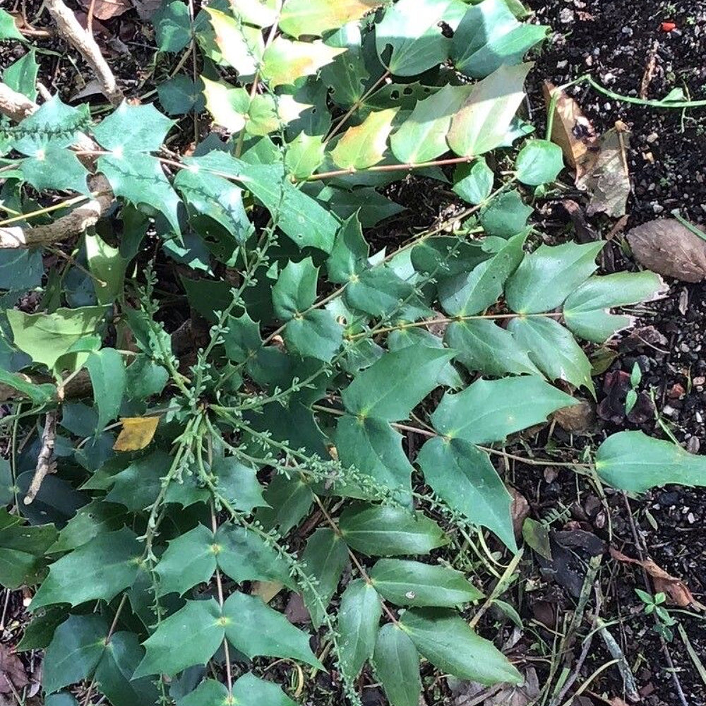Leatherleaf Mahonia Oregon Grape (Berberis bealei)
