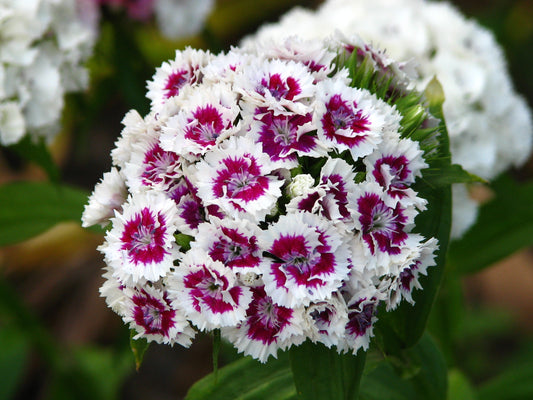 Sweet William (Dianthus barbatus 'Single Mix')