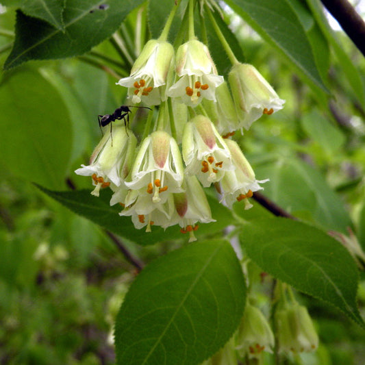 American Bladdernut Bladdernut (Staphylea trifolia)