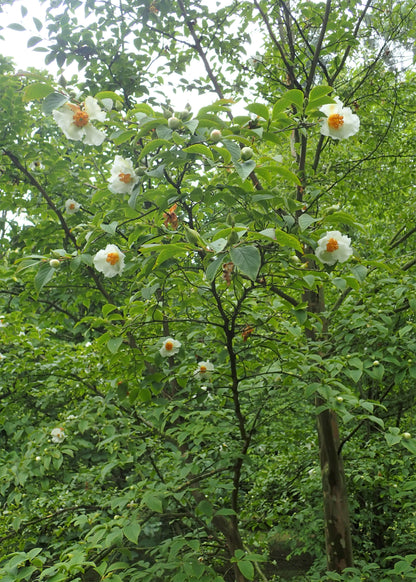 Korean Stewartia Stewartia (Stewartia pseudocamellia var. koreana)