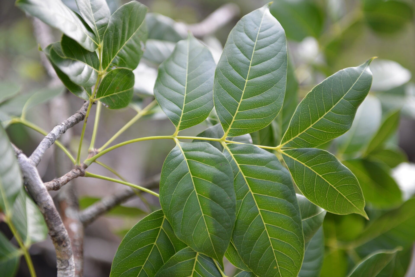 Honduras Pacific Coast Mahogany (Swietenia humilis)