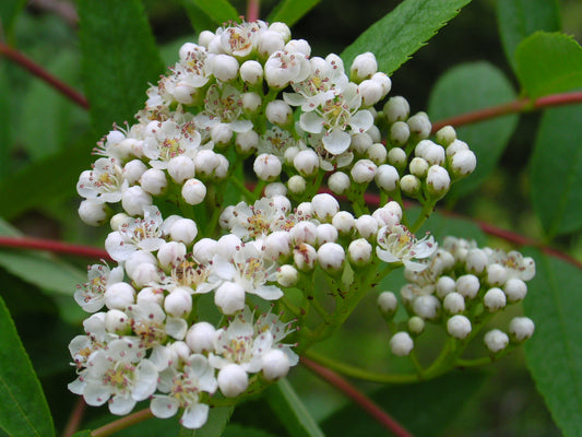 American Ash (Sorbus americana clean seed)