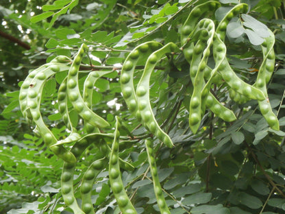 Red Beadtree Saga Tree (Adenanthera pavonina)